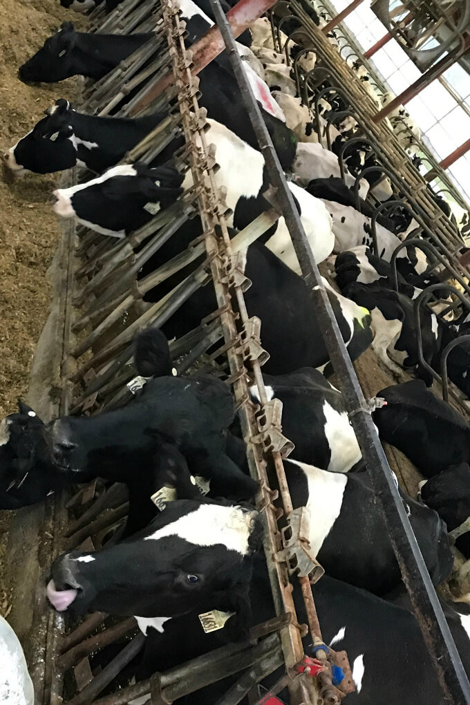 Visit to a dairy farm in the Finger Lakes Region NY
