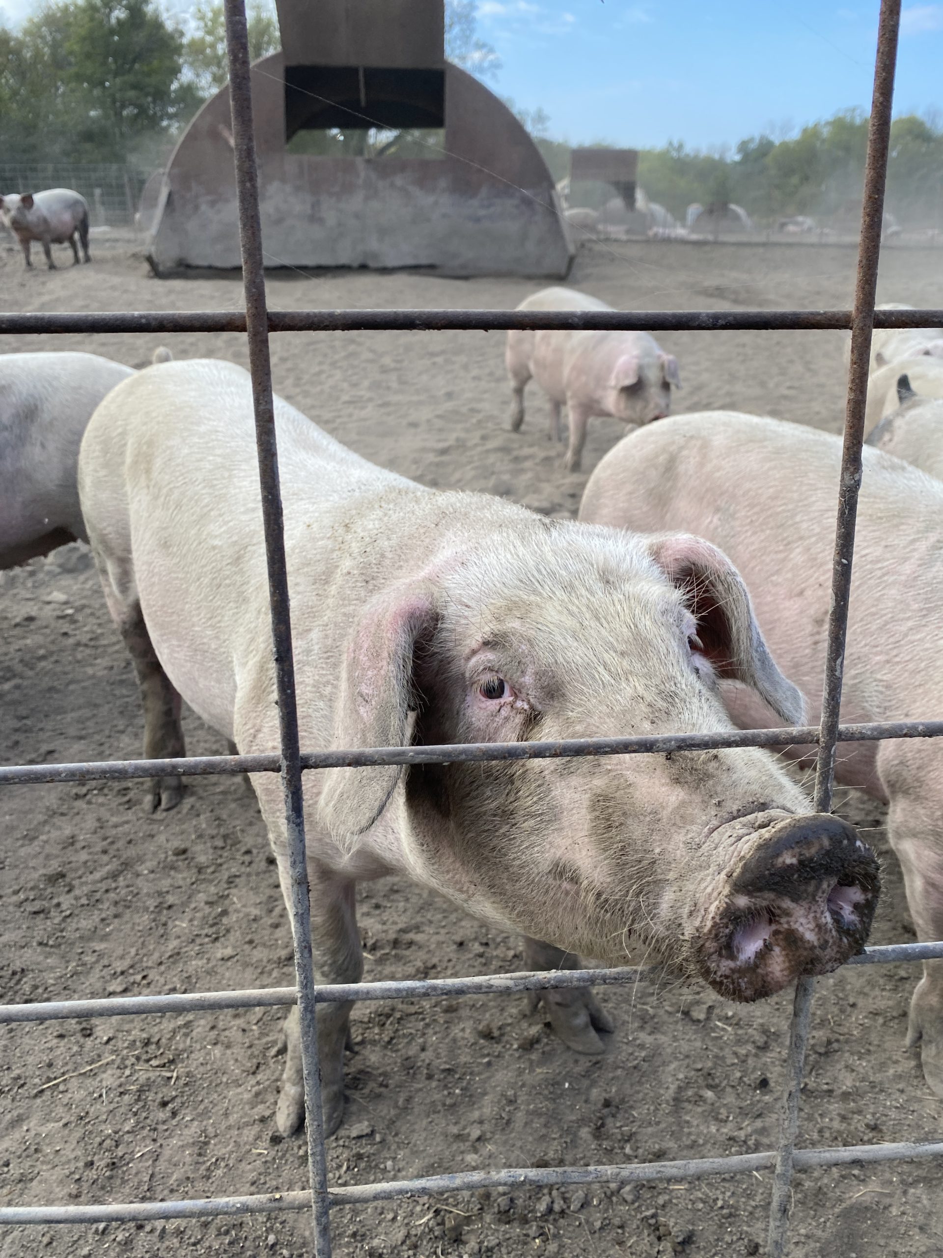 Pigs on a pig farm.