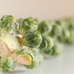 The stalk of brussel sprouts.