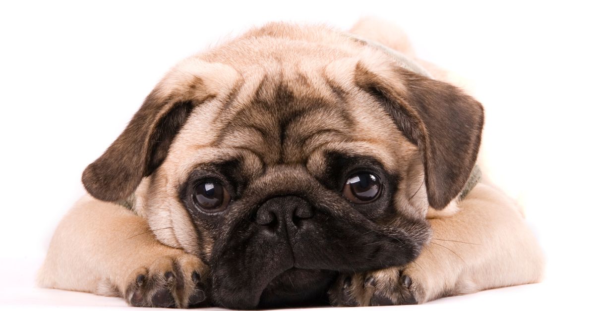 A 404 error page featuring a pug puppy lying down with its chin resting on its paws, looking directly at the camera against a white background.