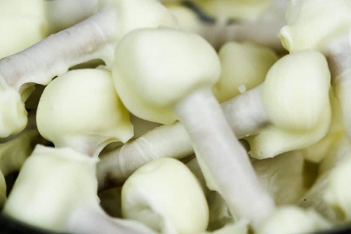 Close-up of several candy canes dipped in white chocolate, creating a smooth and glossy coating—perfect Halloween desserts for a spooky celebration.