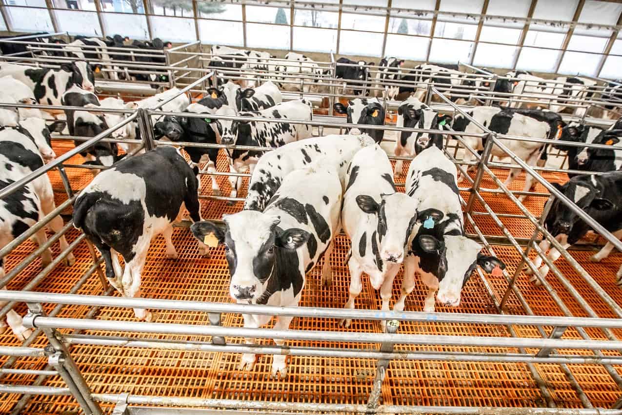 A group of black and white dairy cows stands inside a barn on orange slotted flooring, evoking thoughts of future culinary delights like veal marsala.