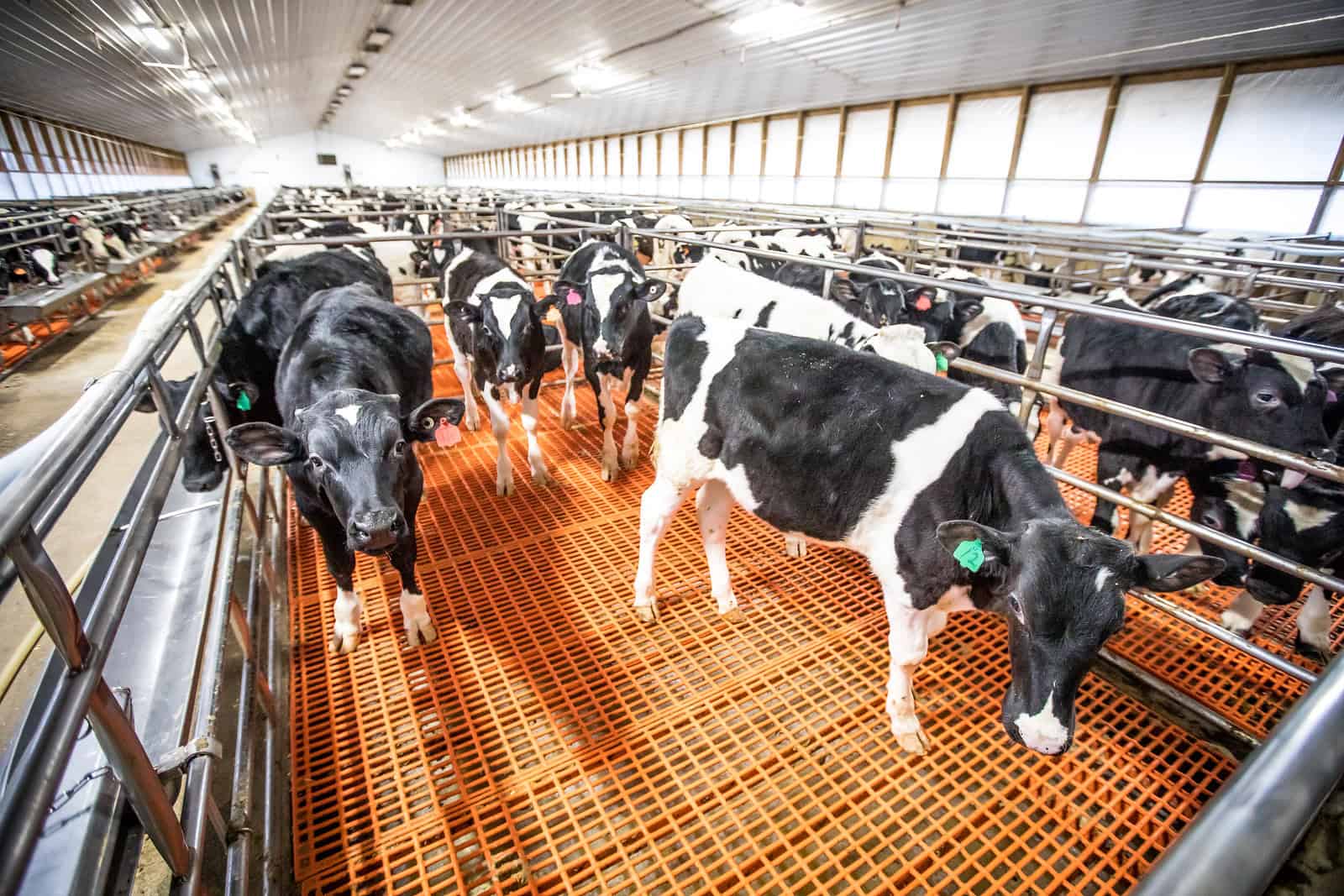 A group of black and white cows stand in a clean, well-lit barn on orange grated flooring, resembling the neat arrangement of a Taco Crescent Ring.