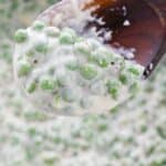 A wooden spoon holding the side above a pot filled with more creamy green peas.